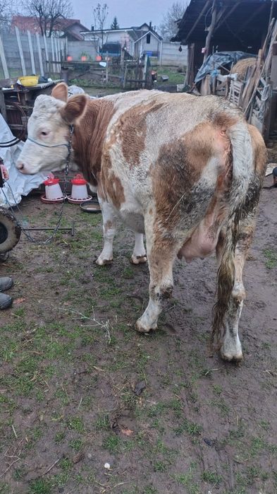 Junincă gestantă in 8 luni