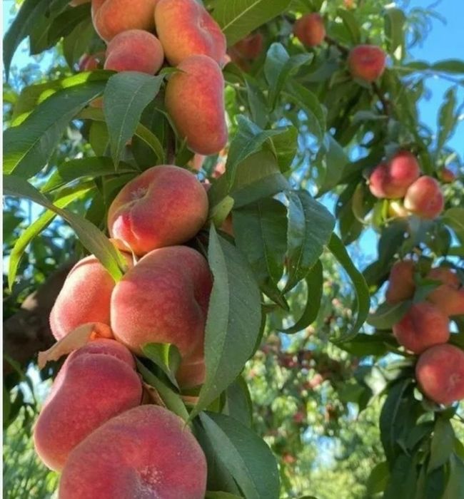 Piersic Plat Sugar Baby