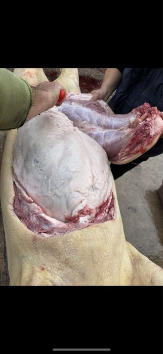 Домашно прясно свинско месо