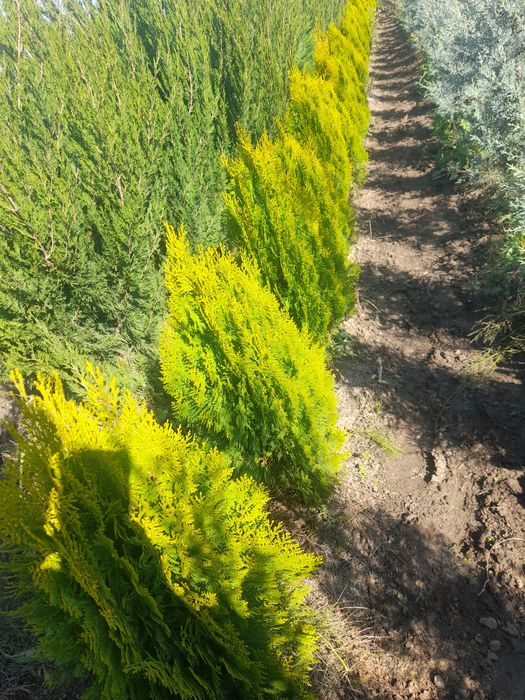 Vând plante ornamentale