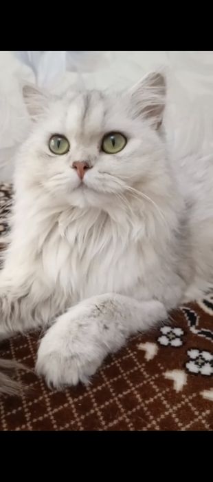 Скоттиш- страйт, окрас серебристый.