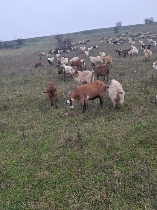 Vand oi carabase și capre