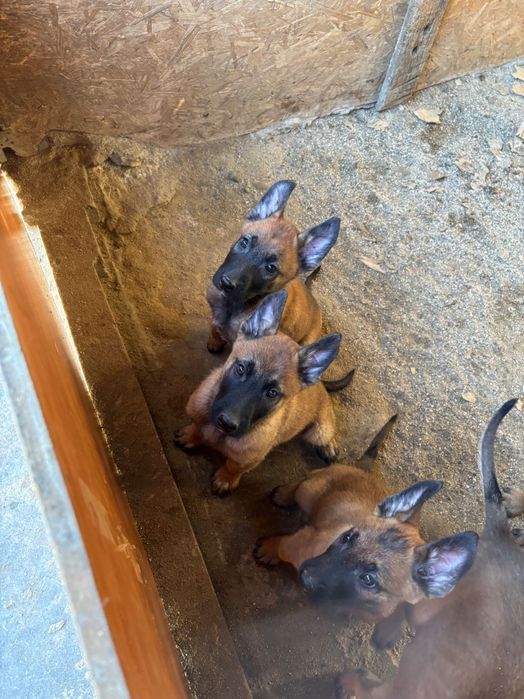 Белгийска овчарка малиноа