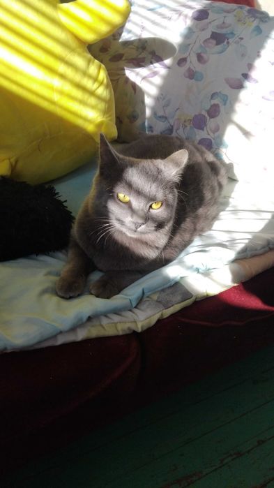 Британски късокосмест котарак