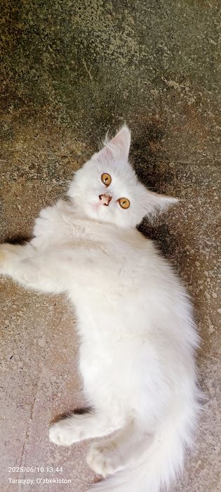 Mushuk bolasi oppoq boshida qorasi bor