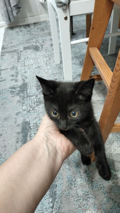 Отдам в хорошие руки