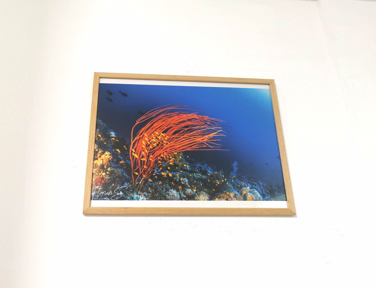 Tablou imagini subacvatice rechini corali 40x30cm
