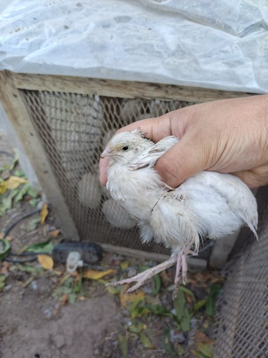 Продаю перепелок