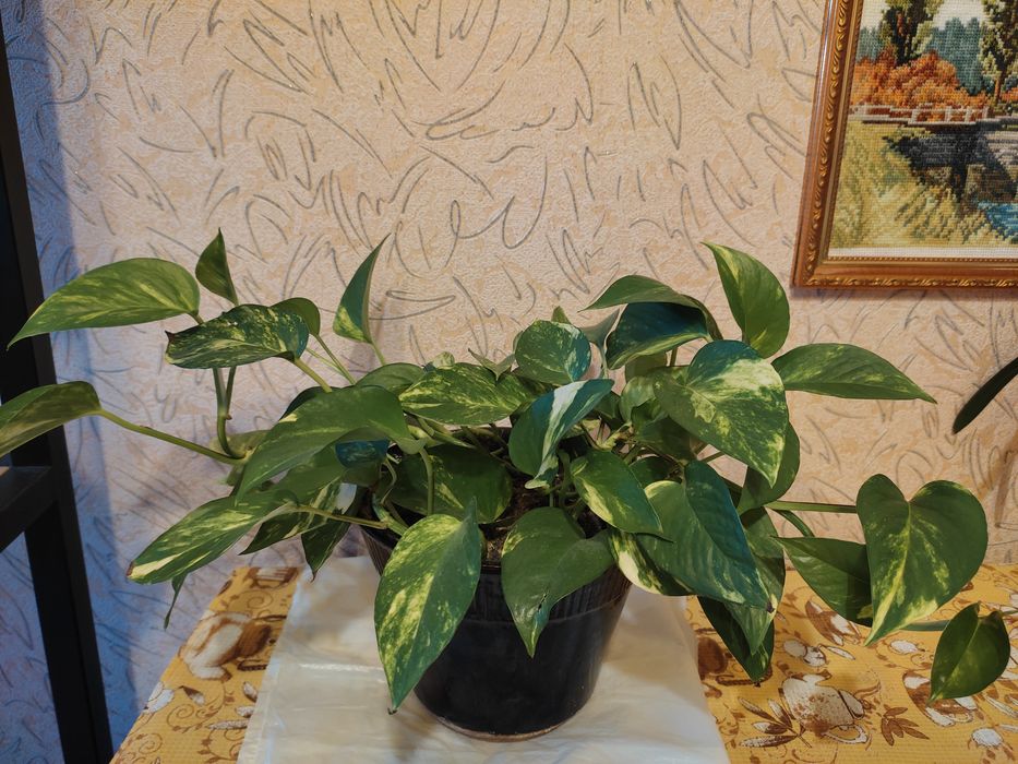 Комнатный цветок сциндапсус