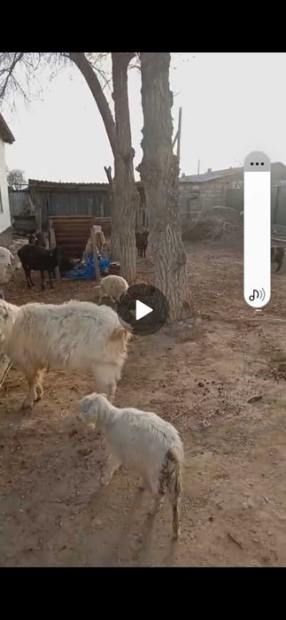 Лак, багуга кой сатылады.