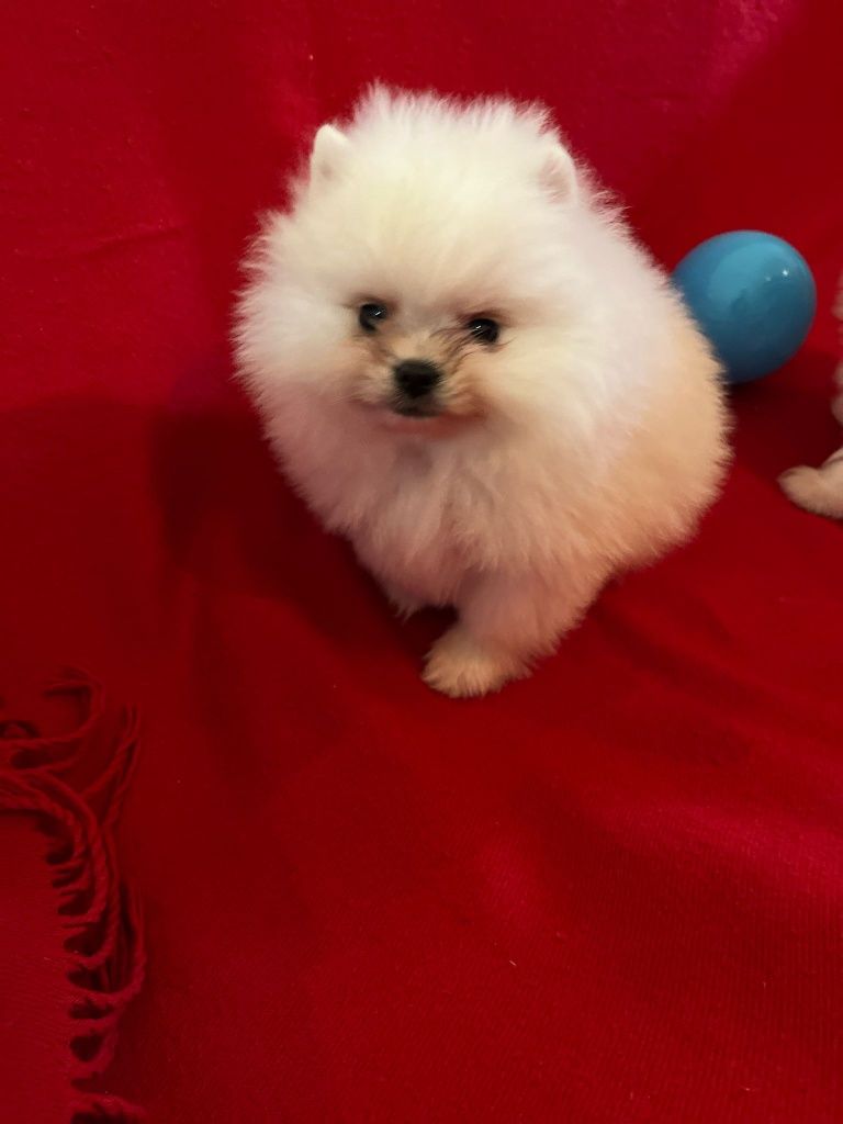 Pomeranian băiețel