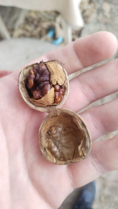 Продам грецкие орехи срочно