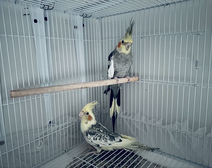 Продаю пару папугаев