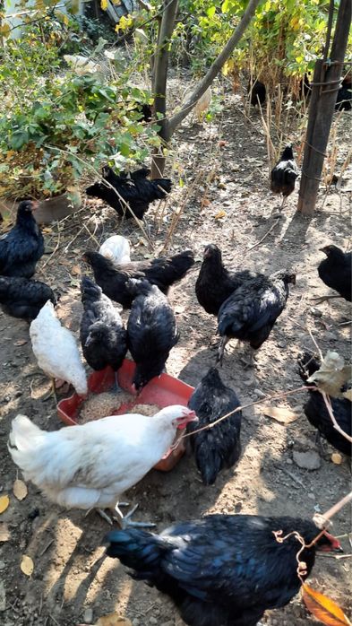 Джерсийский гигант