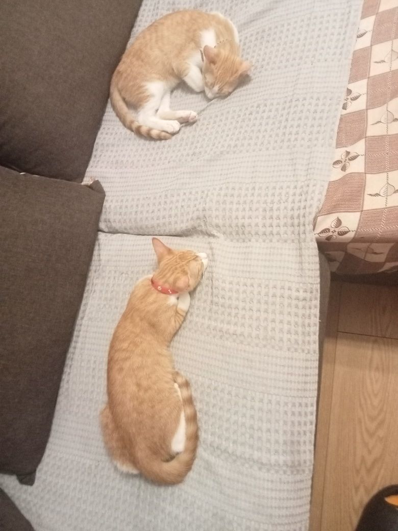 2 pisoi masculi spre adopție,gratuit