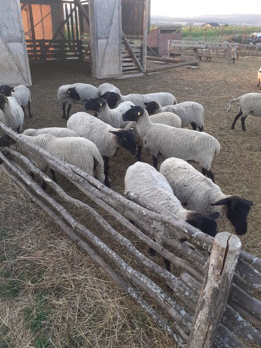 De vânzare Oi Suffolk