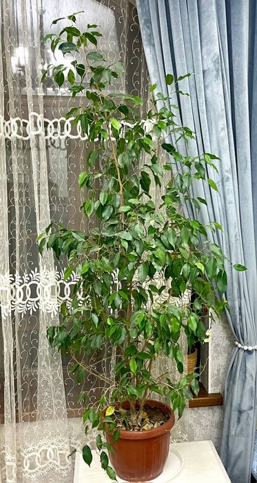 Цветы огородные и горшочные.