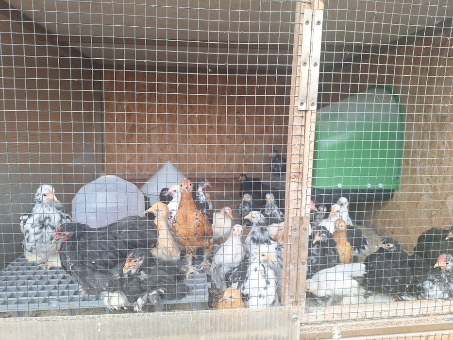 Familii mii de flori