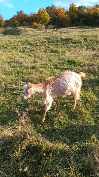 Vând capre și iede