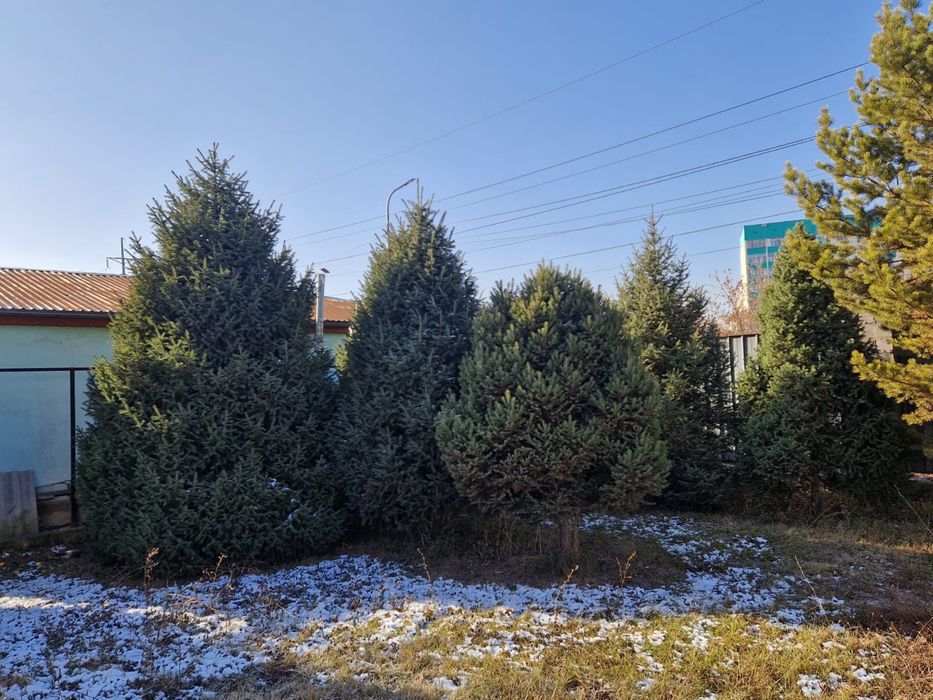 Продаем сосну и елки