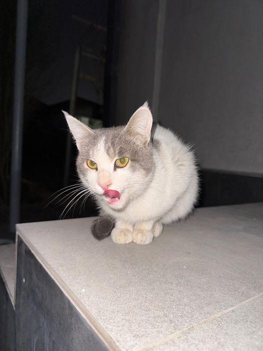 Отдам кота в хорошие руки