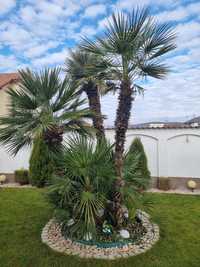 Palmieri 4 tipuri rezistenti iarna 1000 pe stoc