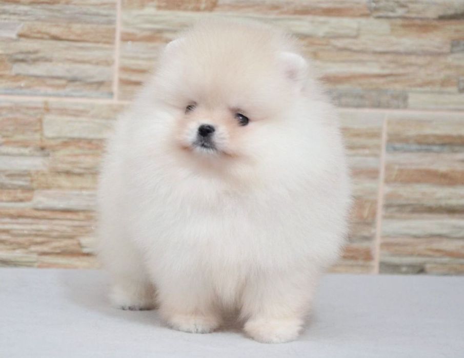 Fetita pomeranian mini/toy!