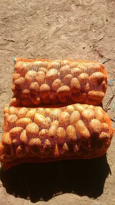 Cartofi consum Carrera Bellarosa Red Fantasy Ultra, Samanta import