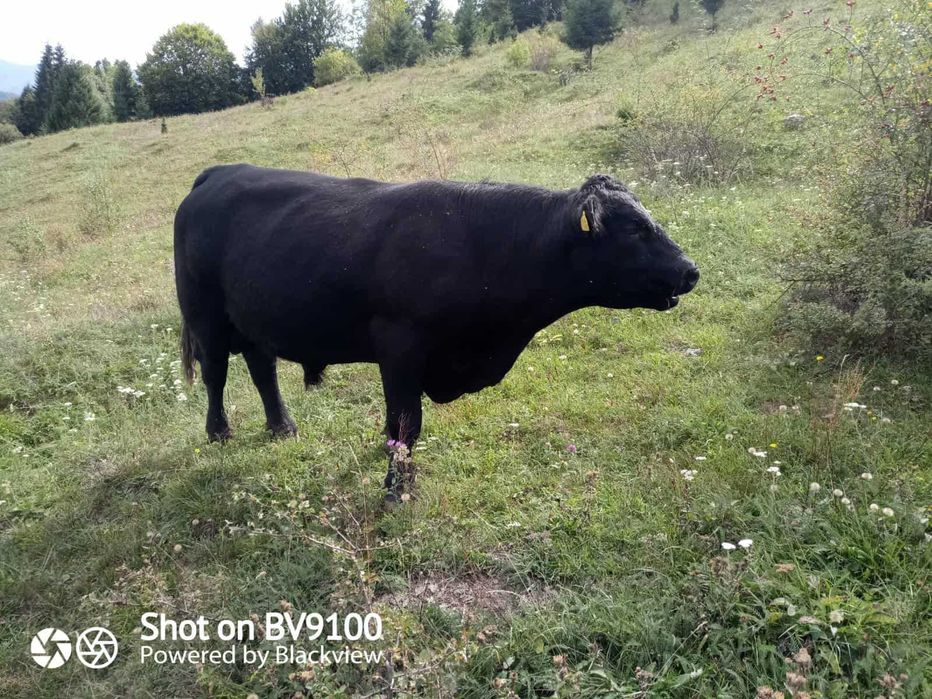 se vinde taur ABERDEEN ANGUS negru