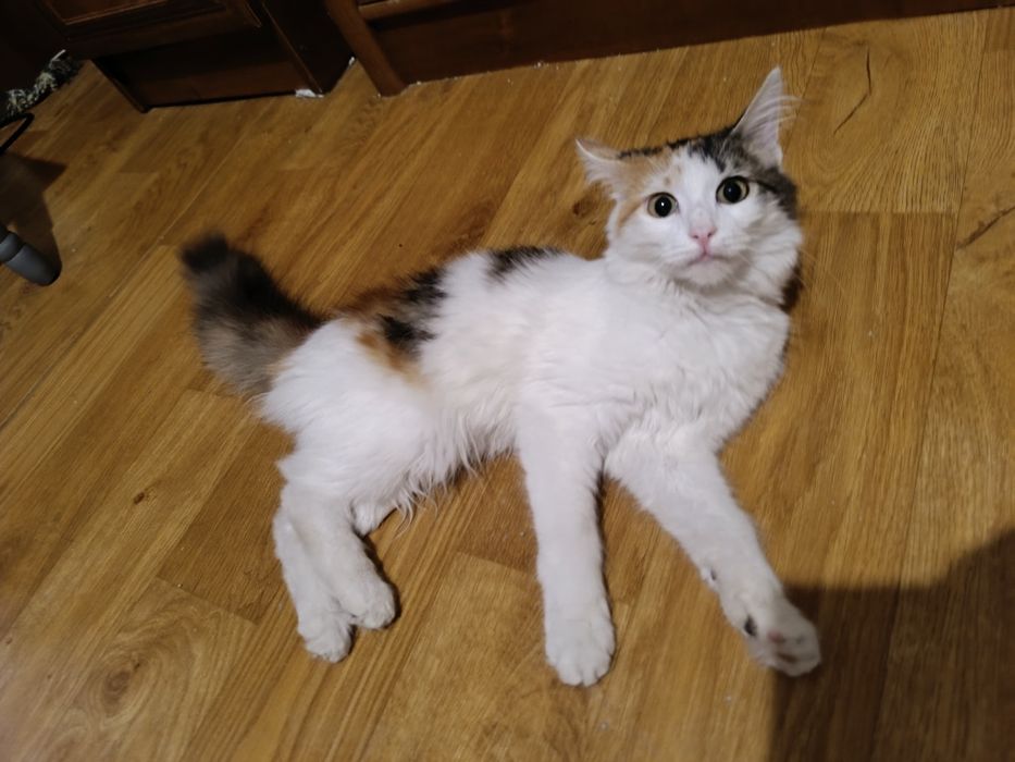 Отдам котенка девочку