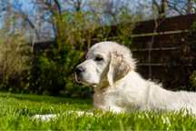 Golden Retriever 8 Luni Varsta, Parinti Campioni! Pedigree, Vaccinat!