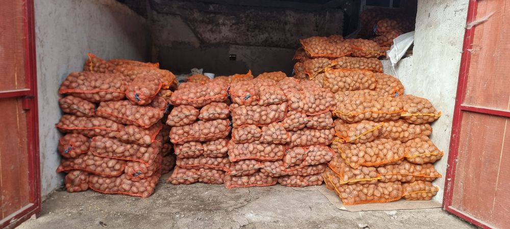 Cartofi albi de consum