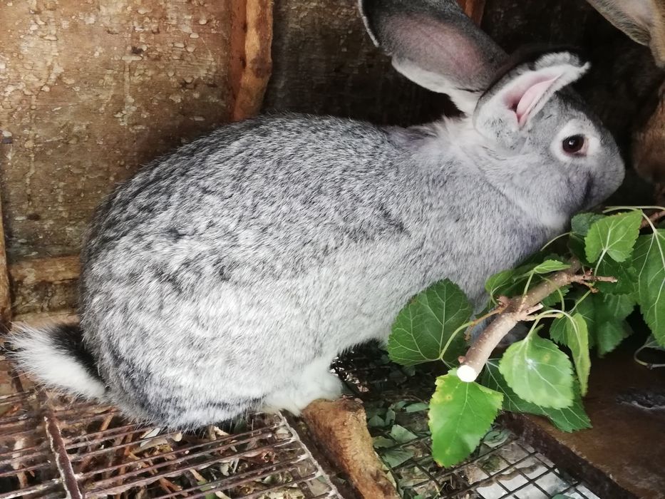 Продавам женски и  мъжки эайци на 4 месеца