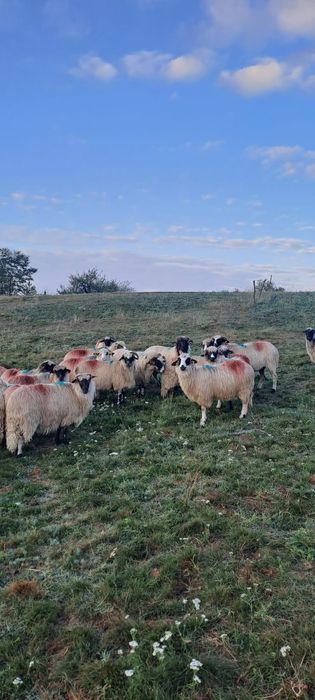 Vând 20 de oi și 2 berbeci