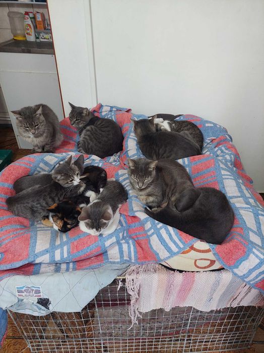 Adoptie pisicute