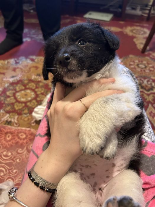 doneza catelusi, au o luna si jumatate, toate sunt fete