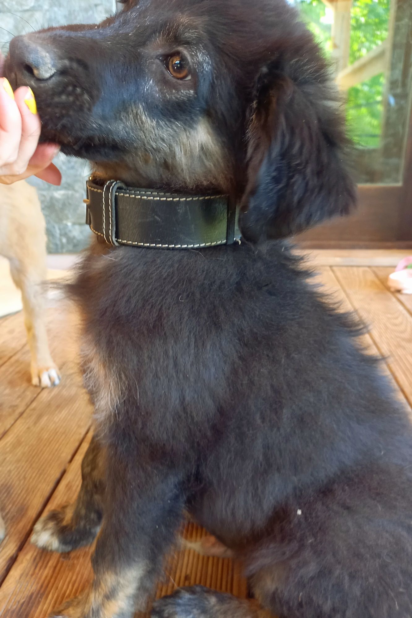 Dau spre adoptie 2 catelusi