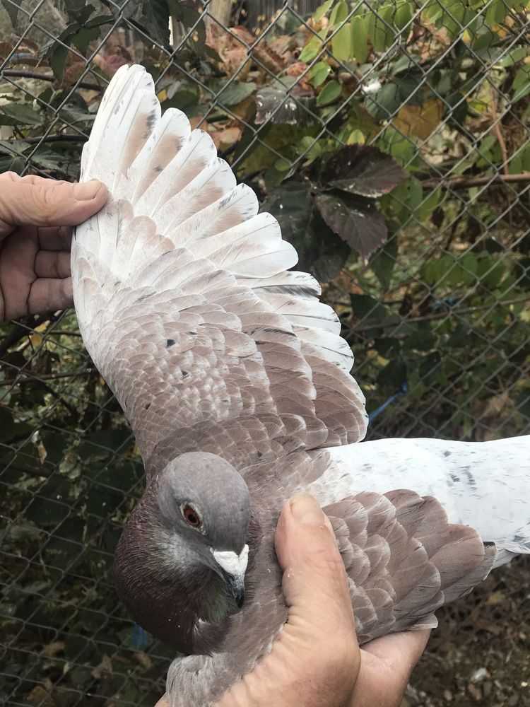 Porumbei la bucată și pereche