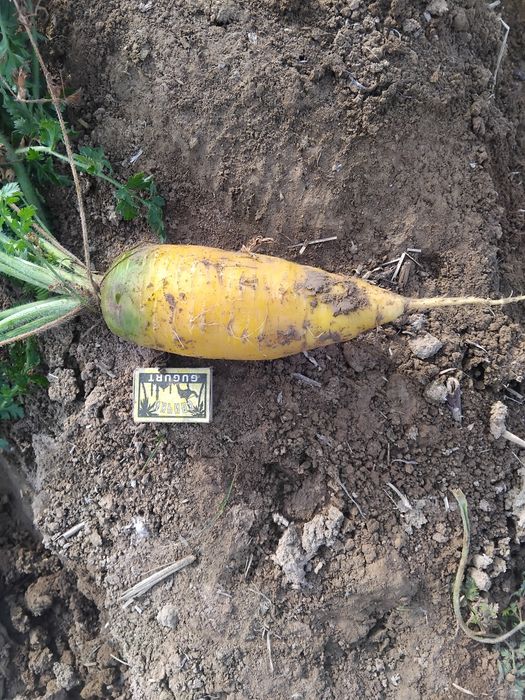 Sabzi sotiladi kelishilgan narxda