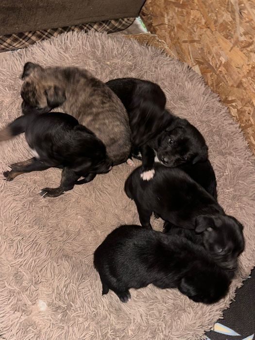 Ofer spre adopție cățeluși