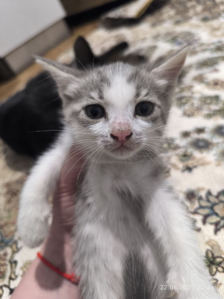 Котята Бесплатно