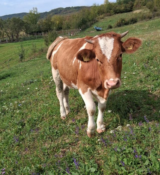 Juninca de 1 an Red Holstein