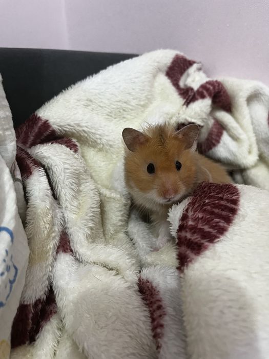 Хомячок сирийский