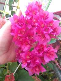 Бугенвиллия- бумажный цветок