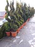 Vand tuia,magnolia,pin,gard viu,mesteacan etc