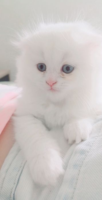 Schottish longhair