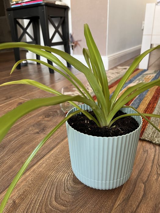 Хлорофитум здоровый, быстро растёт. Новое кашпо, свежий грунт.