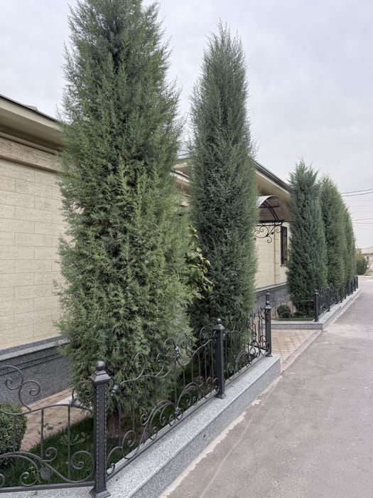 Продается кипарис, ёлка
