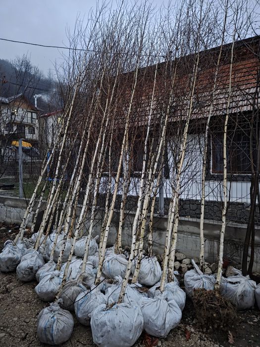 Vindem Mesteacan Tei Frasin Platan Stejar Tuia etc