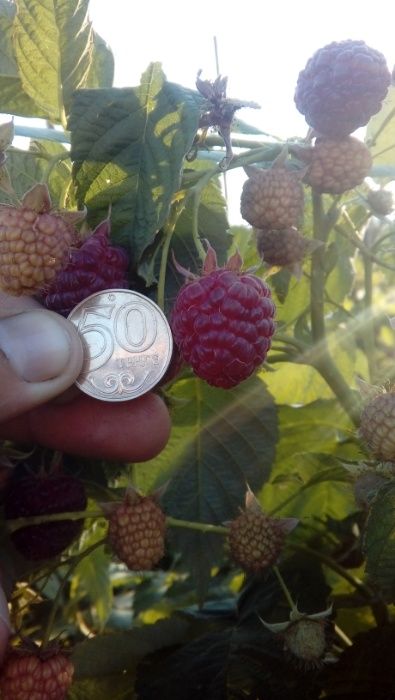 Саженцы Малины Клубники